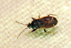 Rhyparochromidae