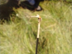 Eleocharis rostellata
