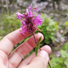 Agastache mexicana