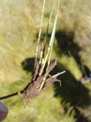 Eleocharis rostellata