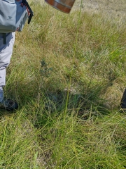 Eleocharis rostellata
