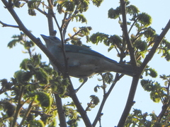 Thraupis sayaca