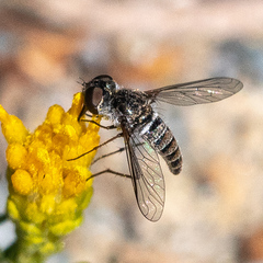 Aphoebantus