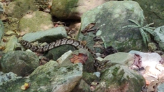 Crotalus horridus