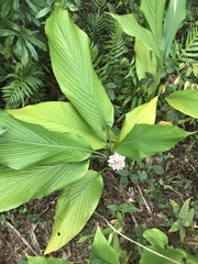 Curcuma