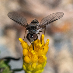 Aphoebantus