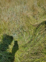 Eleocharis rostellata