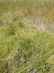 Eleocharis rostellata