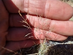 Muhlenbergia torreyi