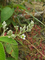 Rubus urticifolius