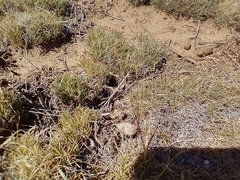 Muhlenbergia torreyi