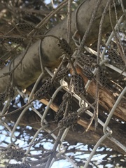 Melaleuca armillaris