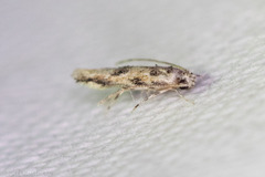 Melanocinclis lineigera