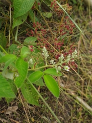 Rubus urticifolius