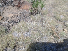 Muhlenbergia torreyi
