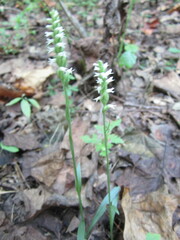 Spiranthes ovalis