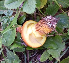 Suillus clintonianus