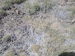 Muhlenbergia torreyi