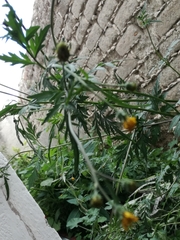 Bidens odorata