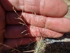 Muhlenbergia torreyi