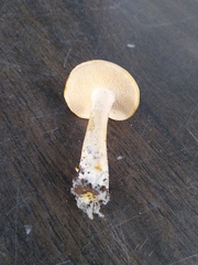 Hydnum subtilior