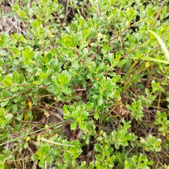 Baccharis conferta