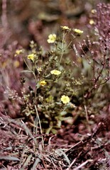 Potentilla intermedia