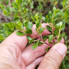 Baccharis conferta