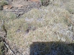 Muhlenbergia torreyi