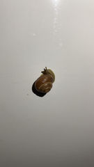 Cepaea
