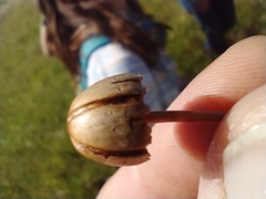 Panaeolus papilionaceus