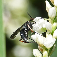 Episyron conterminus cressoni