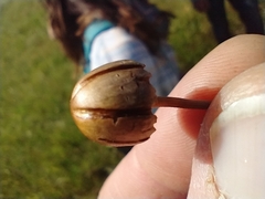 Panaeolus papilionaceus