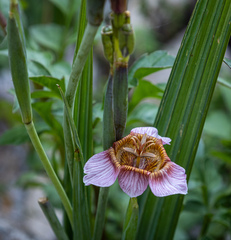 Tigridia multiflora