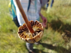 Panaeolus papilionaceus