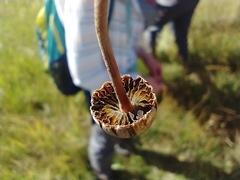 Panaeolus papilionaceus