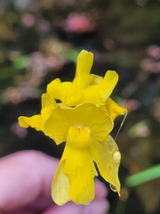 Utricularia inflata