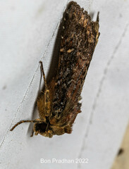Noctuoidea
