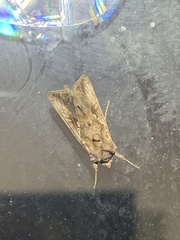 Argyrogramma verruca