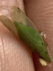 Rhynchomitra