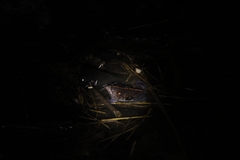 Rhinophrynus dorsalis