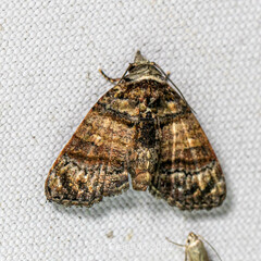 Chlumetia transversa