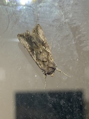 Argyrogramma verruca