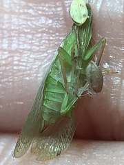 Rhynchomitra