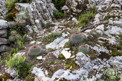 Mammillaria