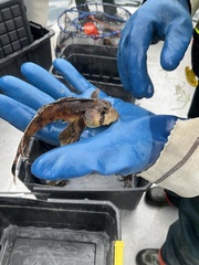 Nautichthys oculofasciatus