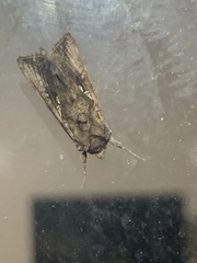 Argyrogramma verruca