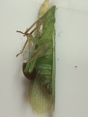 Rhynchomitra