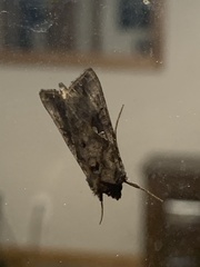 Argyrogramma verruca