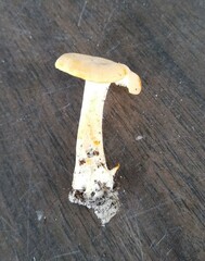 Hydnum subtilior